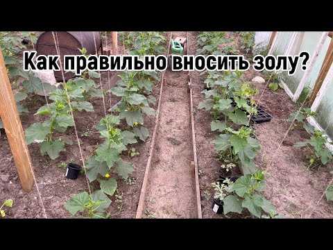 Сроки хранения золы перед внесением в почву