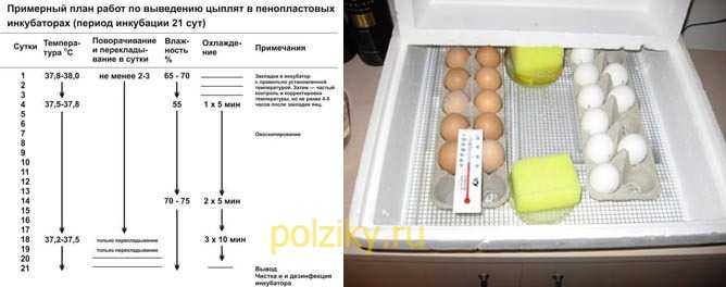 Какая должна быть влажность в инкубаторе