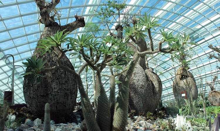 Какая температура должна быть в зимнем саду