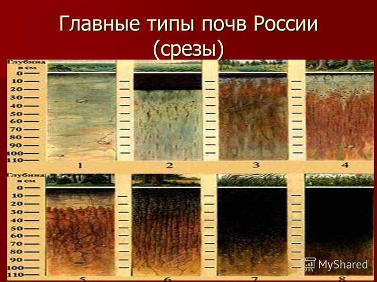 Какие культуры лучше всего растут на разных типах плодородных почв