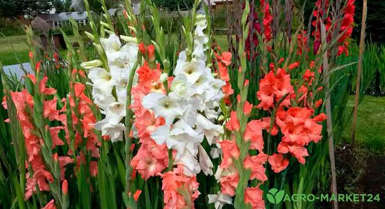 Цветущие растения, устойчивые к жаре и засухе