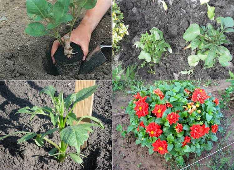 Цветы для срезки и составления летних букетов