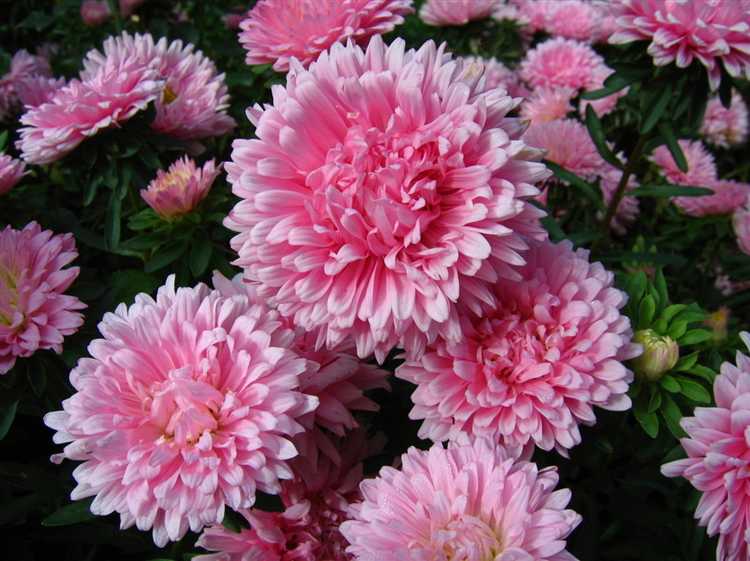 Цветущие растения июня, июля и августа