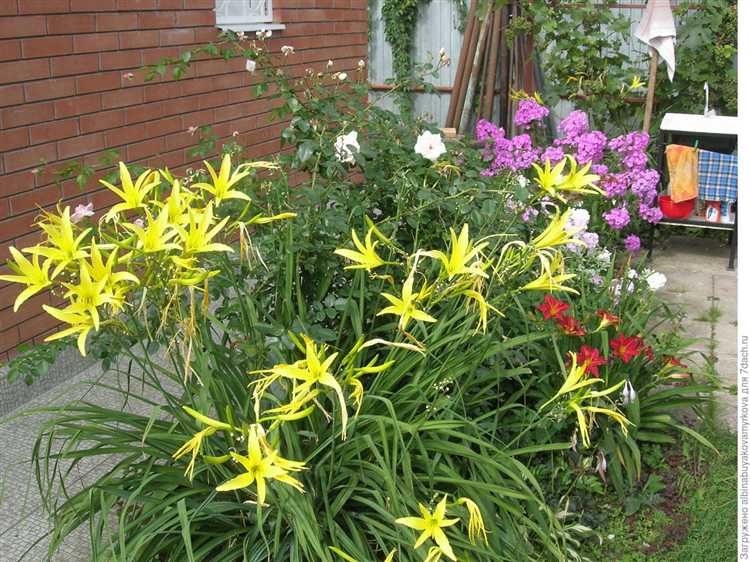 Какие растения цветут в июне июле августе Какие растения цветут в июне июле августе