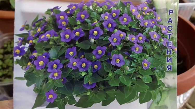 Какие цветы легко вырастить из семян