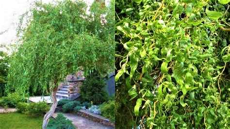 Рекомендации по сочетанию вечнозеленых растений с сезонными цветами