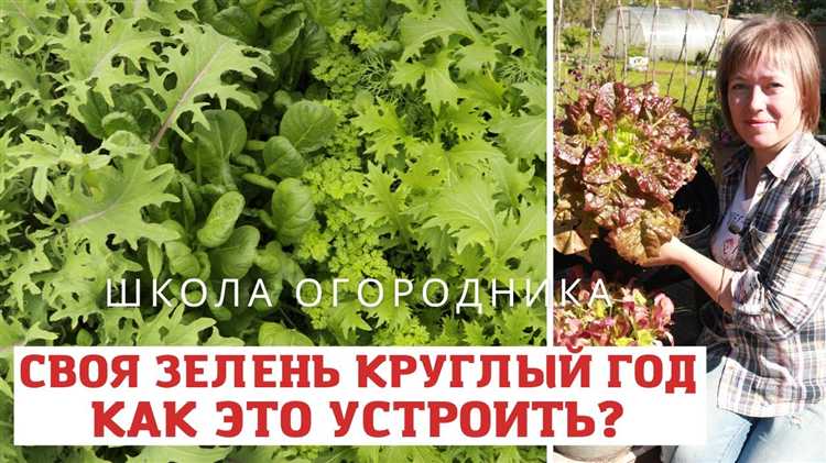 Лучшие хвойные растения для постоянной зелени