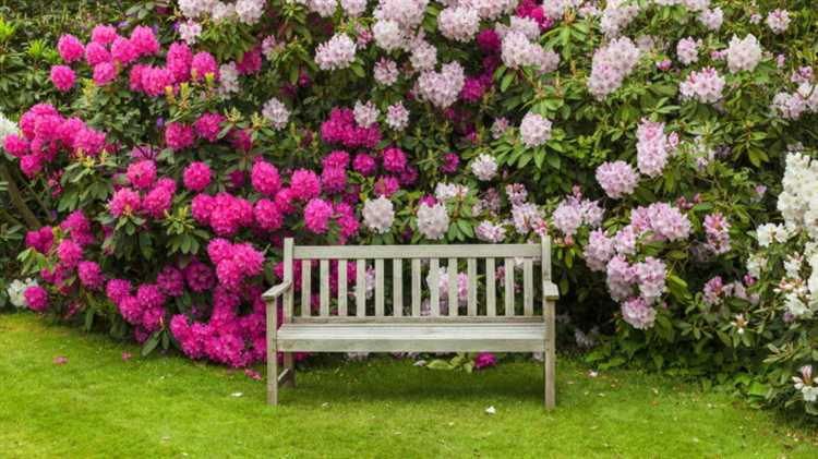 Как выбрать растения для сада, которые не теряют листву зимой