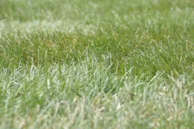 Какой газон лучше посадить на даче ленивому садоводу Какой газон лучше посадить на даче ленивому садоводу