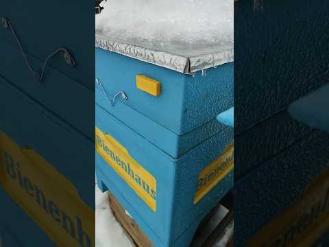 Влияние цвета краски на поведение пчел