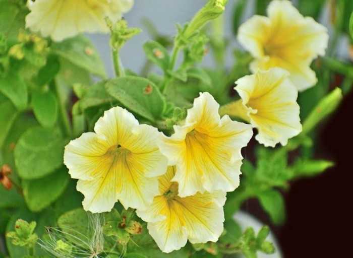 Минимальный объём грунта для одной рассады Джоконды