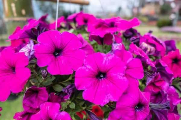 Норма засыпки грунта в горшки разных диаметров