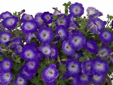 Рекомендованная глубина посадки для сорта Джоконда