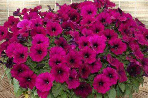 Объём грунта для подвесной кашпо с петунией Джоконда