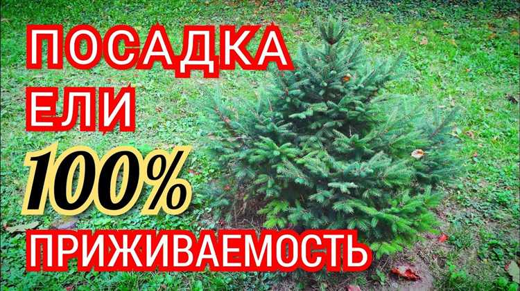 На что обратить внимание при выборе саженца ели в питомнике