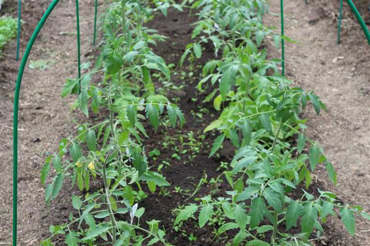 Ошибки при внесении NPK: перекорм и несвоевременность