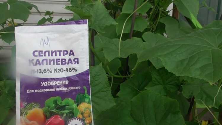 Когда подкармливать помидоры азотом, фосфором и калием