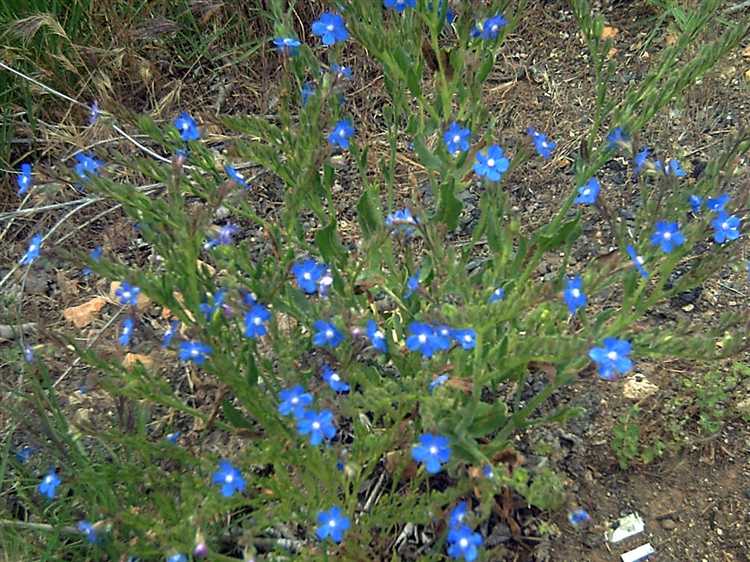 Как выглядят цветы лазорики: форма, размер и окраска