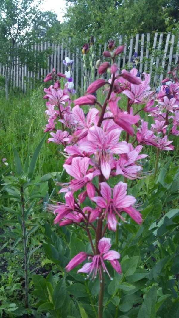 В каких регионах России растут лазорики в дикой природе