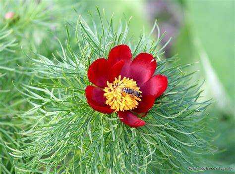 Чем болеют лазорики и как с этим справиться