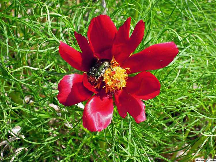 Как отличить лазорики от похожих растений