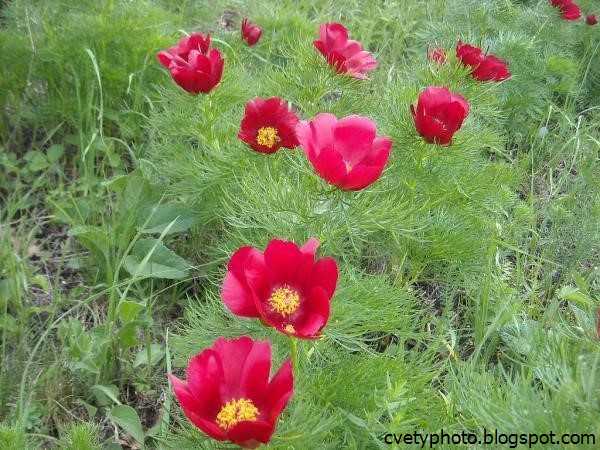 Лазорики цветы: описание и фото растения