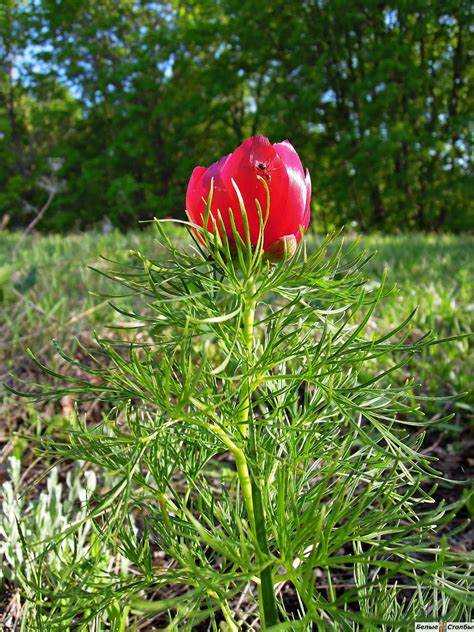 Когда цветут лазорики: сезонность и продолжительность цветения