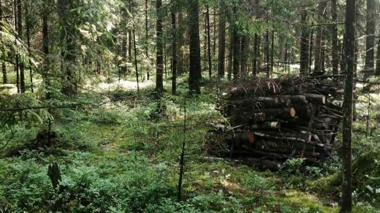 Контактные органы и ресурсы для получения консультаций по лесной амнистии