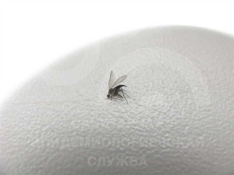 Как избавиться от мха без повреждения отделки