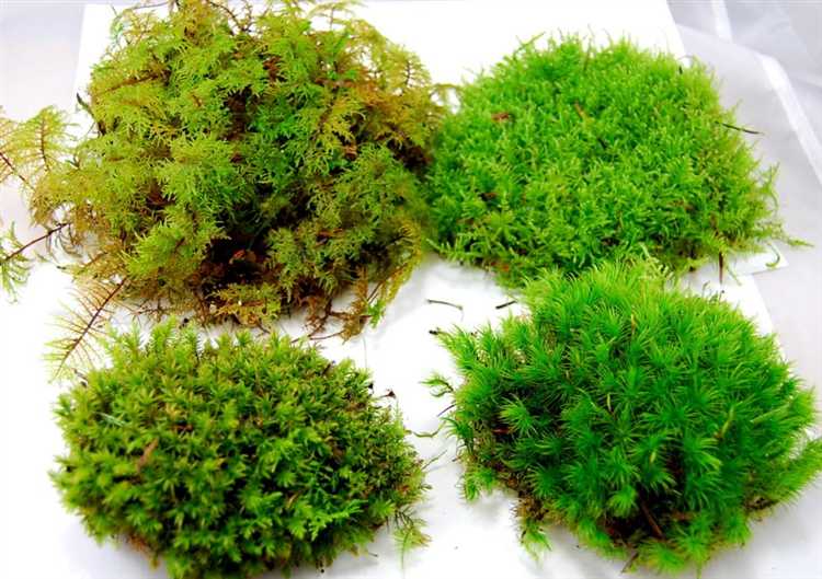 Как мох влияет на здоровье жильцов