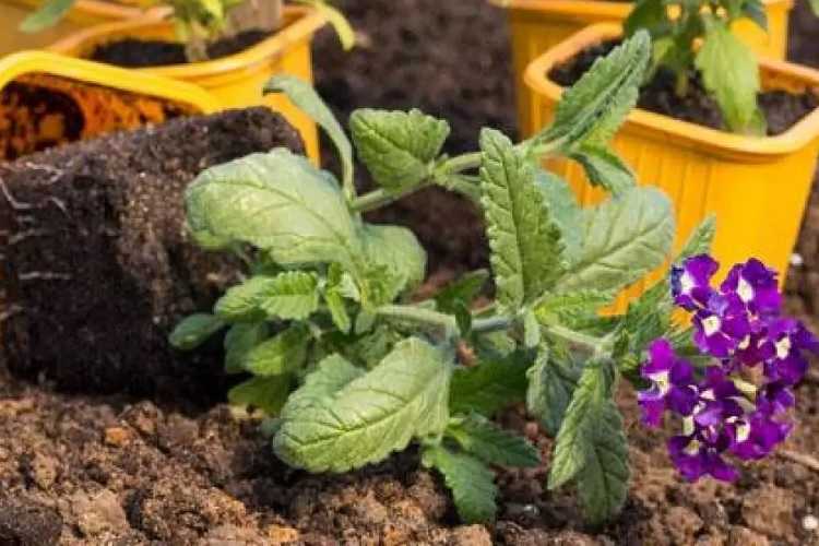 Прищипка вербены в открытом грунте: как учесть особенности климатических условий