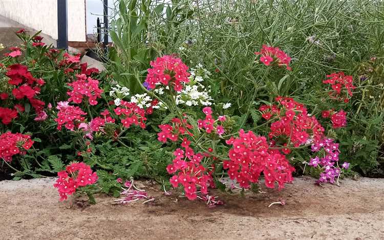 Когда лучше всего прищипывать рассаду вербены: сроки