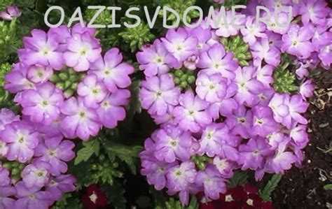 Какие сорта вербены требуют прищипки, а какие – нет