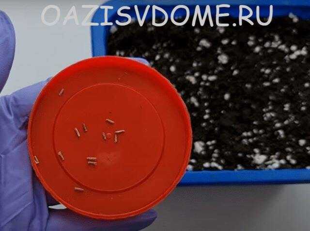 Как правильно прищипывать рассаду вербены, чтобы не повредить растение