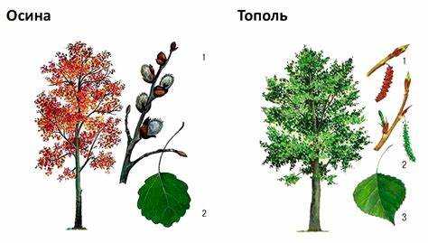 Осина как строительный материал плюсы и минусы