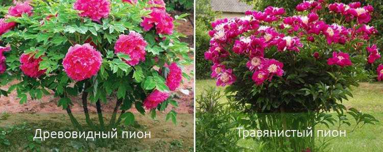 Продолжительность цветения и период развития бутонов
