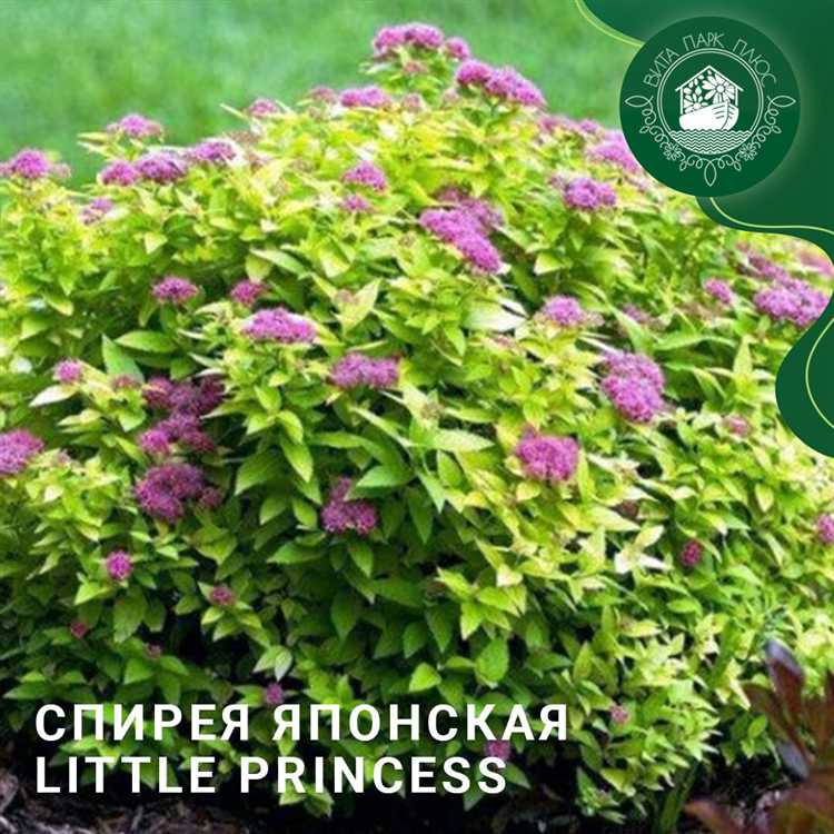 Влияние недостатка солнечного света на листья спиреи