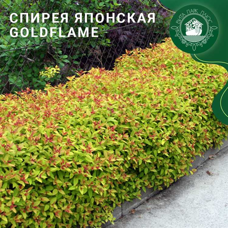 Как восстановить здоровье спиреи: пошаговое руководство по уходу