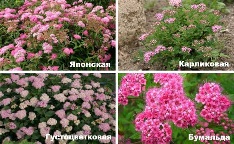 Как распознать атаки вредителей, влияющих на внешний вид спиреи