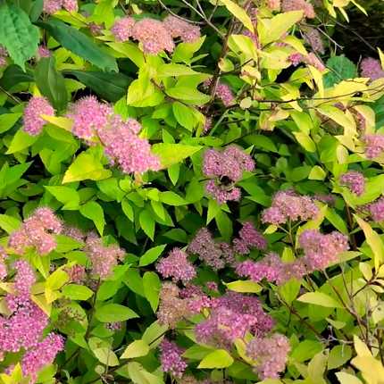 Роль удобрений: как избыток или дефицит могут повлиять на здоровье растения