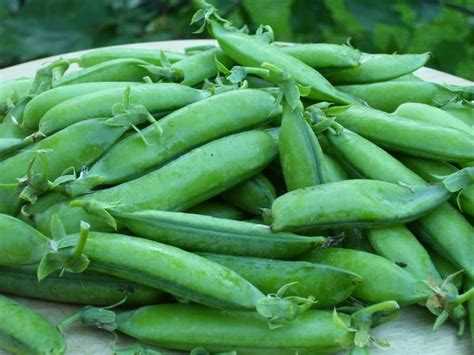 Температурные риски: что происходит при переохлаждении или перегреве семян