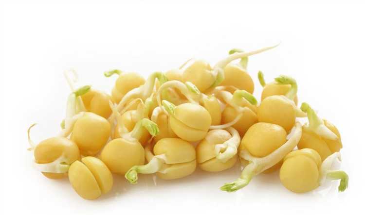 Температурные требования при проращивании гороха в гидропонных установках