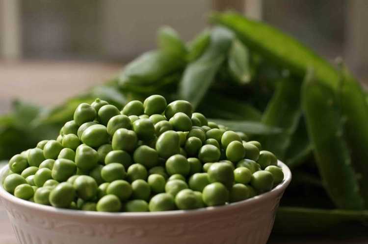 Оптимальная температура воздуха в парнике для проращивания гороха