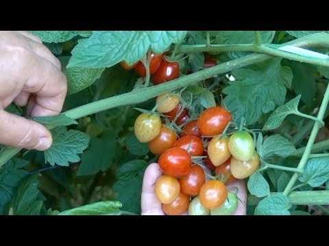 Подкормки и удобрения для стимулирования развития растений