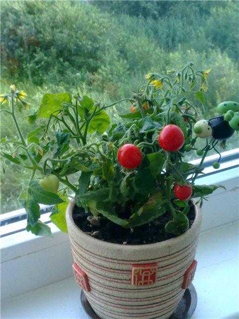 Сколько растет помидор в домашних условиях Сколько растет помидор в домашних условиях