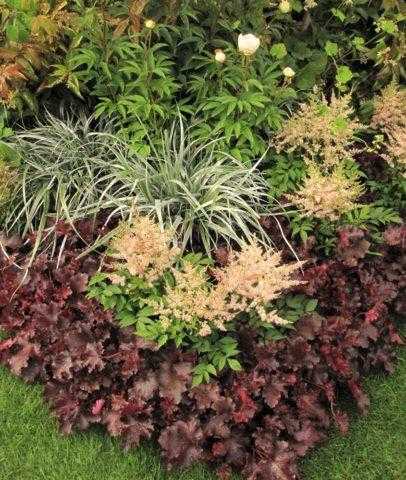 Подбор почвопокровных растений для композиций с астильбой