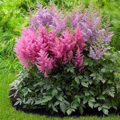 Примеры удачных цветовых сочетаний астильбы и гейхеры на фото