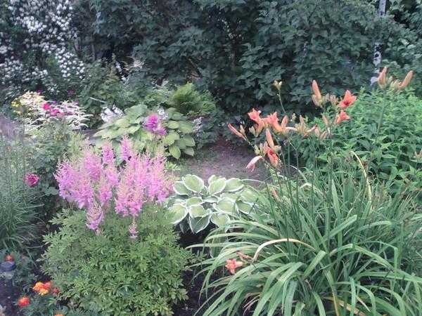 Какие сорта хост лучше всего подходят для посадки рядом с астильбой