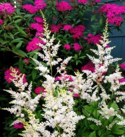 Совместимость астильбы с папоротниками в тенистом саду