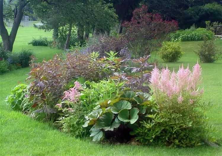 Астильба с чем сочетается рядом фото Астильба с чем сочетается рядом фото